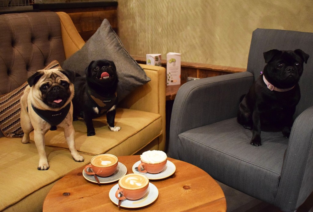 Pug Cafe Liverpool